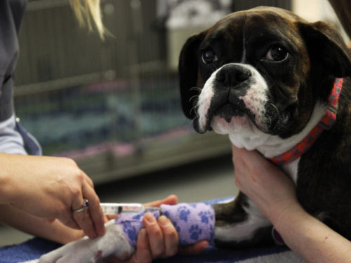 No one likes needles but we try to make is as painless as possible.
