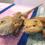 Two bearded dragons