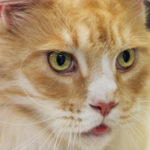 One of our feline patients