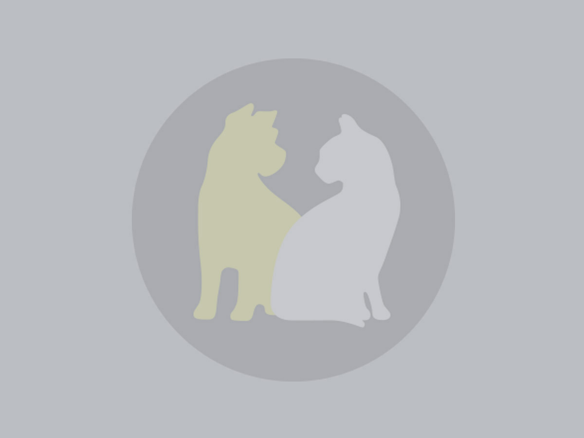 Choosing the right pet for you