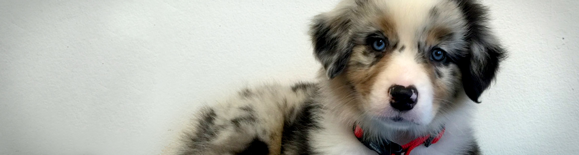 Puppy Preschool