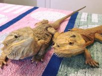 Two bearded dragons