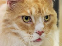 One of our feline patients 