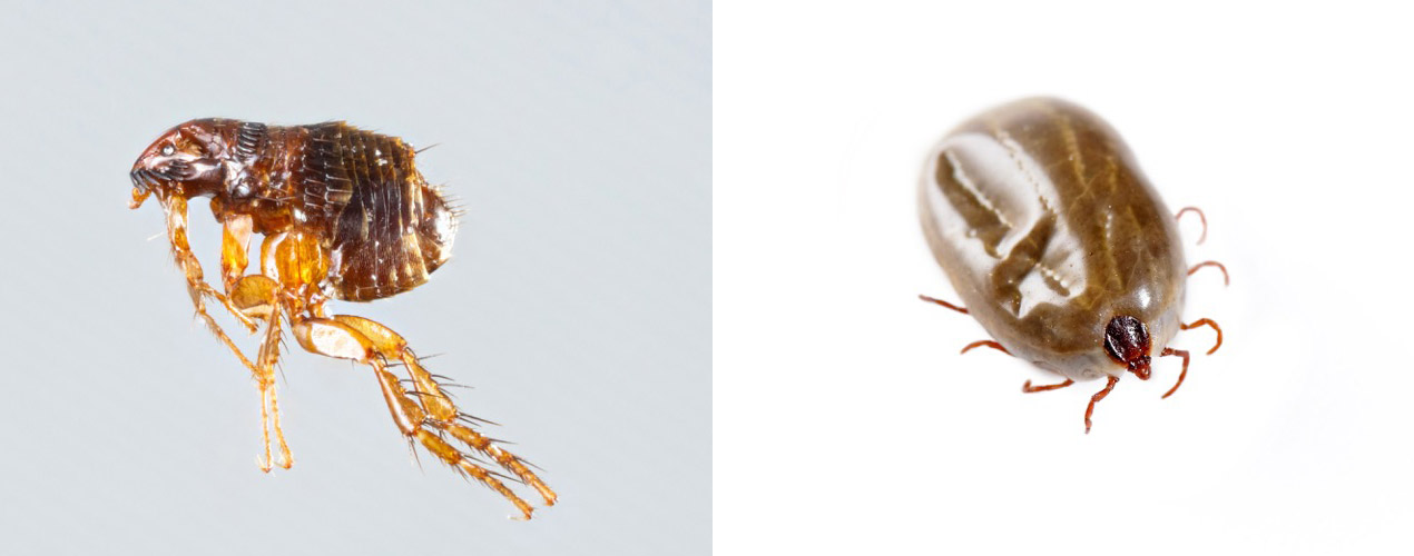 flea-tick