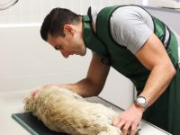 How do I choose the best vet for my pet?